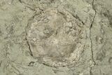 Fossil Blastoids w/ Brachioles, Starfish & Edrioasteroid Plate #251849-4